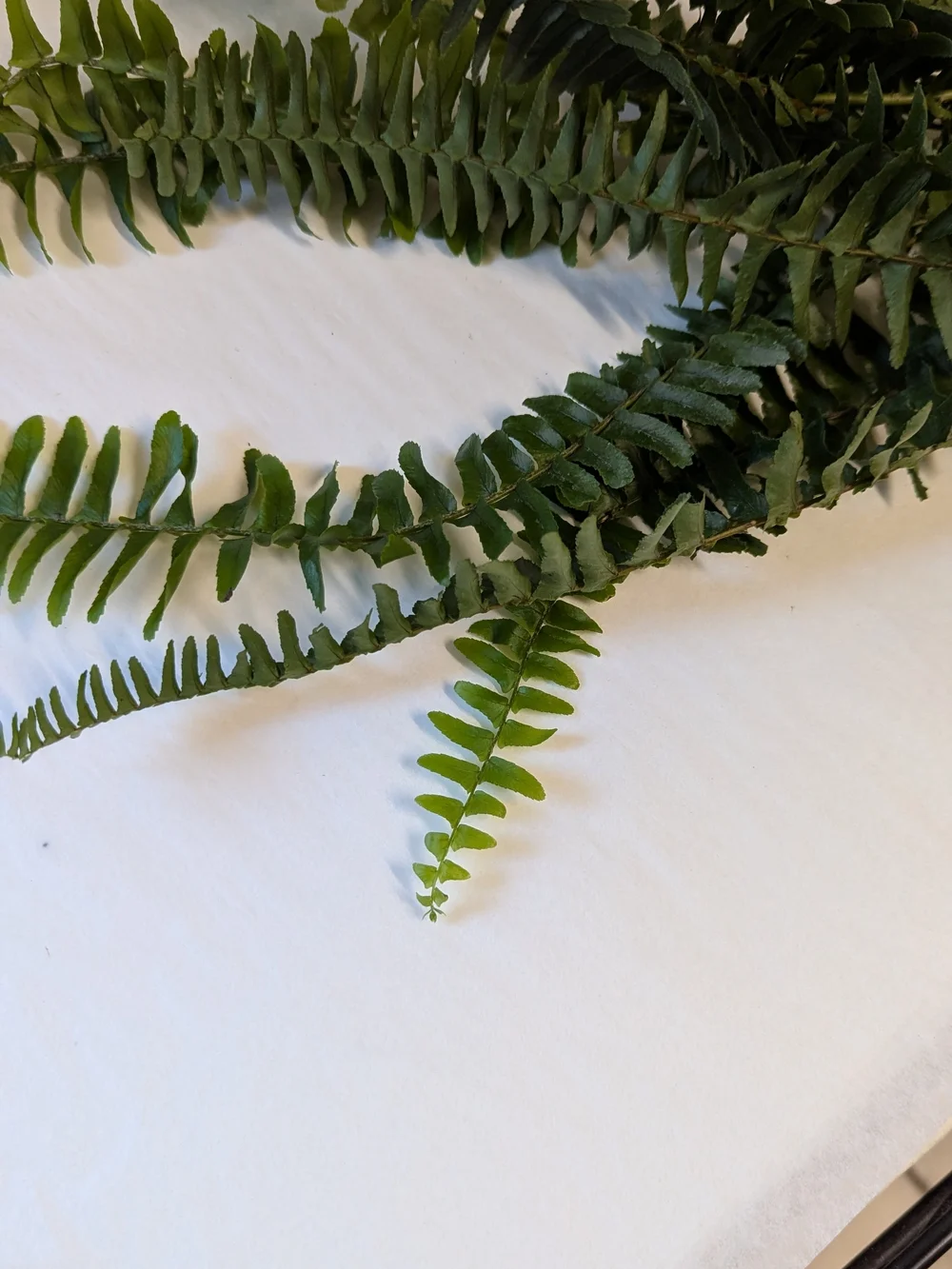 Pet Habitat Plant Boston Fern Cuttings for Reptile Habitats - Green